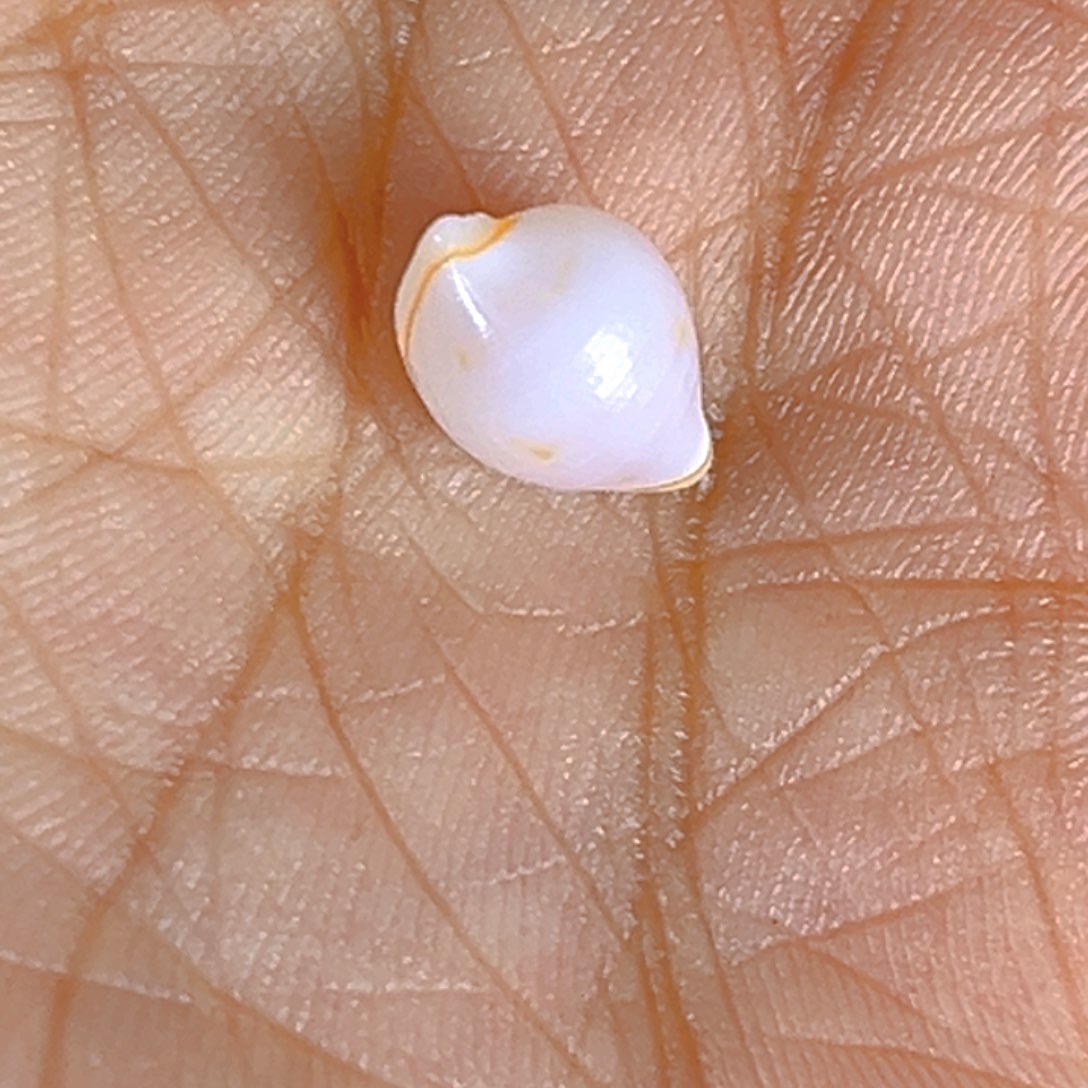 大理石磁石吾***灰天然贝壳海螺批发零售