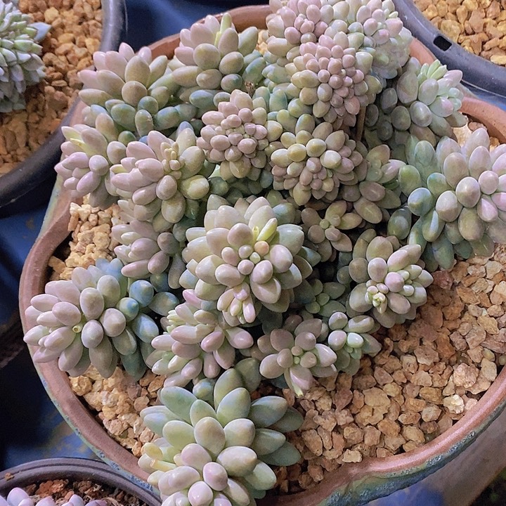 无*多肉植物保护研究所所长