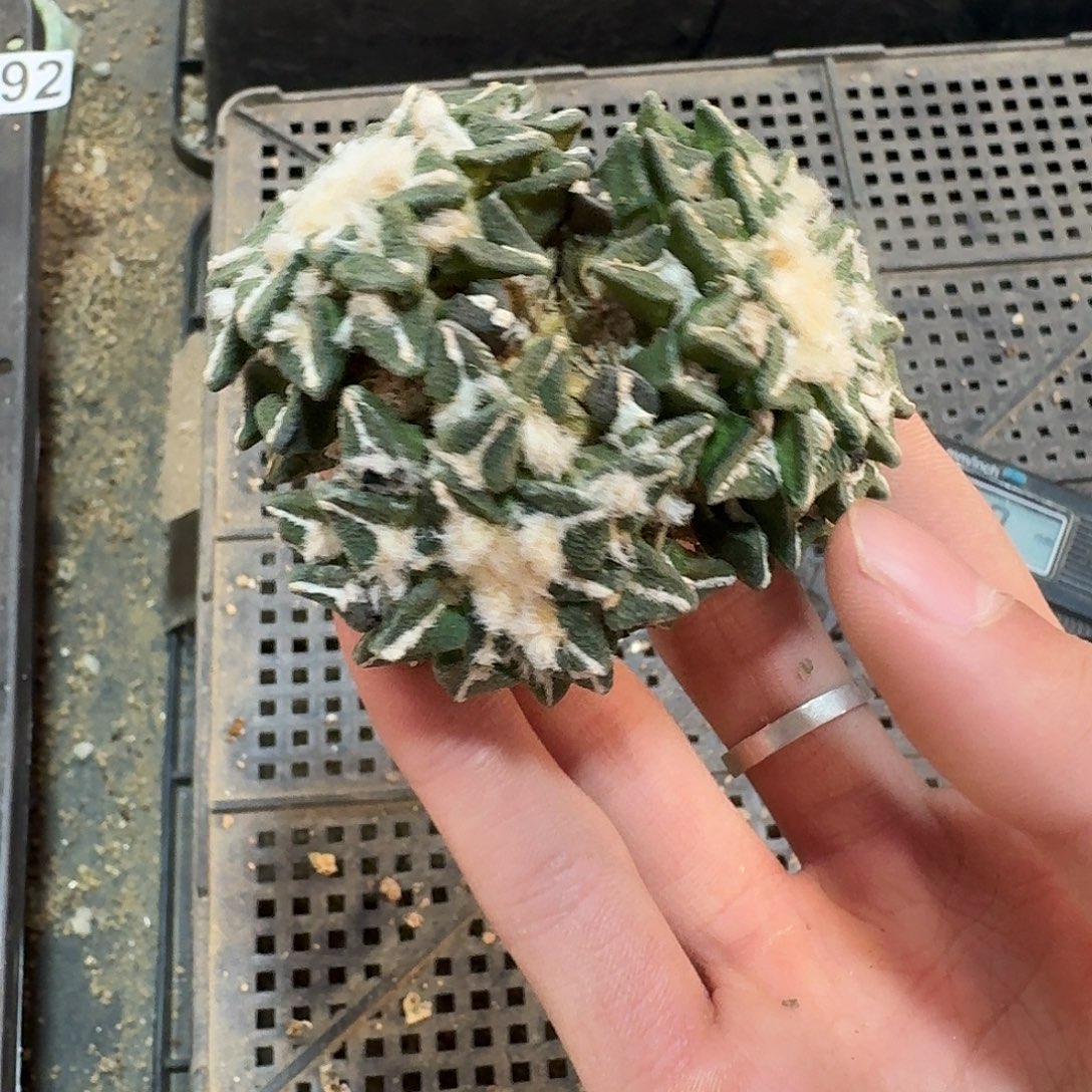 358号仙人球小萝卜根