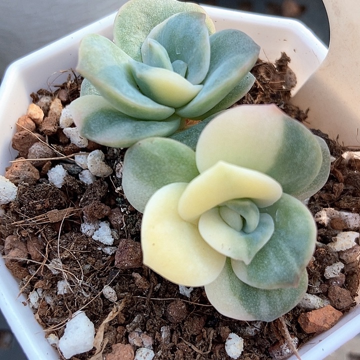 多肉植物玫瑰锦1052