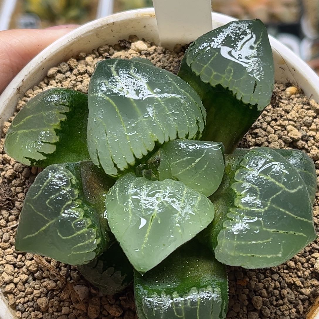34新糯阿福利专场
