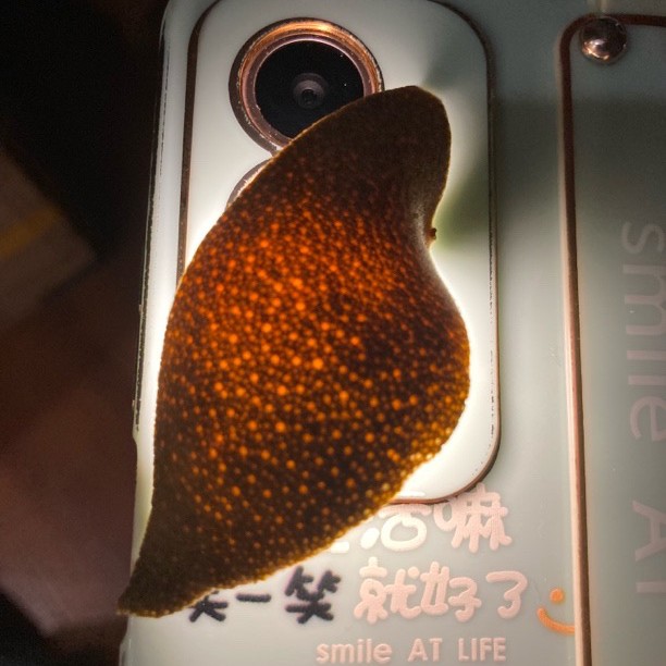 化州橘红生晒皮2025年头批果超薄透光生晒皮核心产地直发