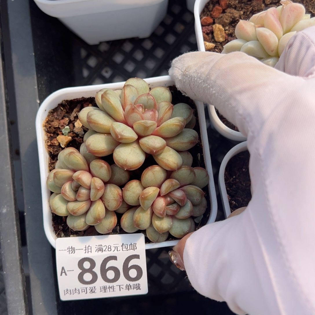 葡萄，多肉多肉多肉多肉