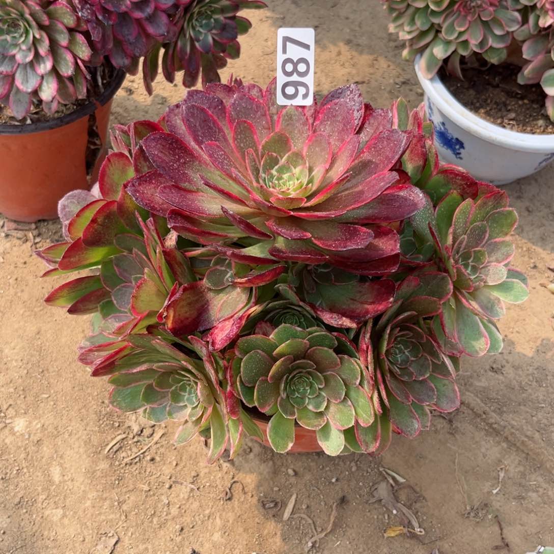 987粉花妖夜宴多肉植物