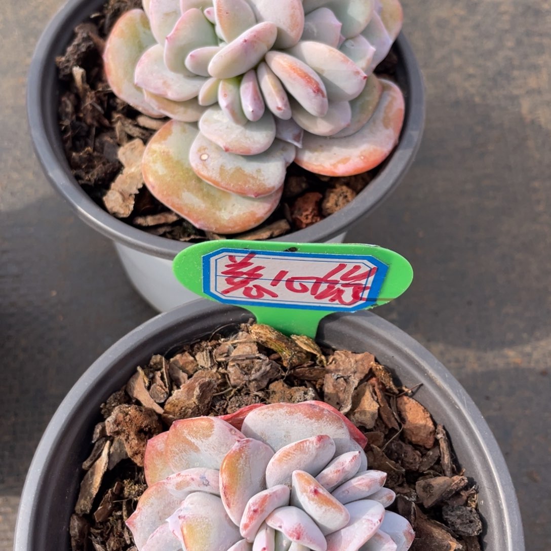 慈*缘姐姐说要不就是一句