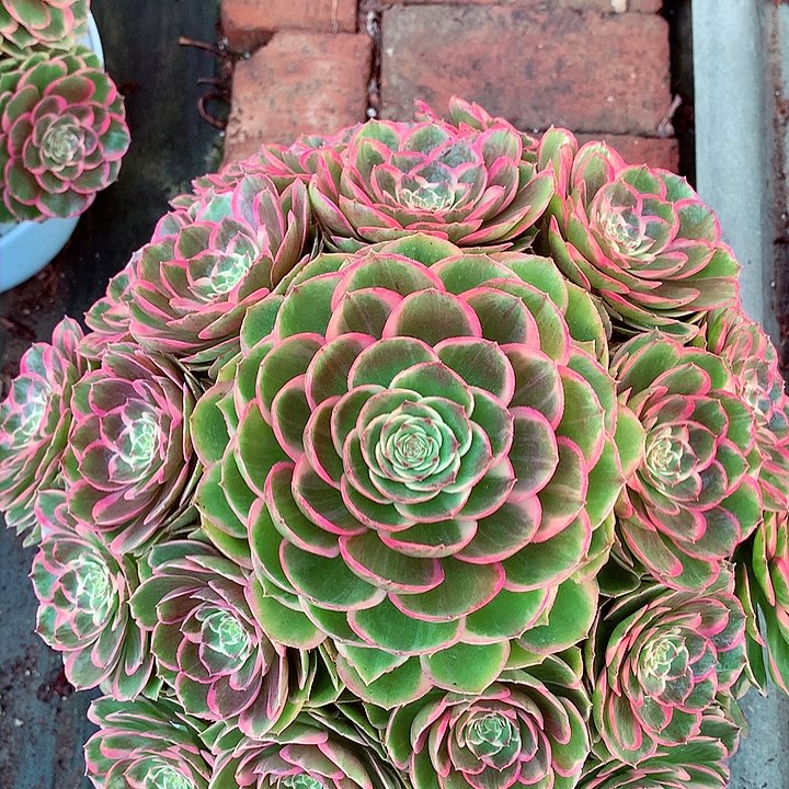 大花妖，多肉植物