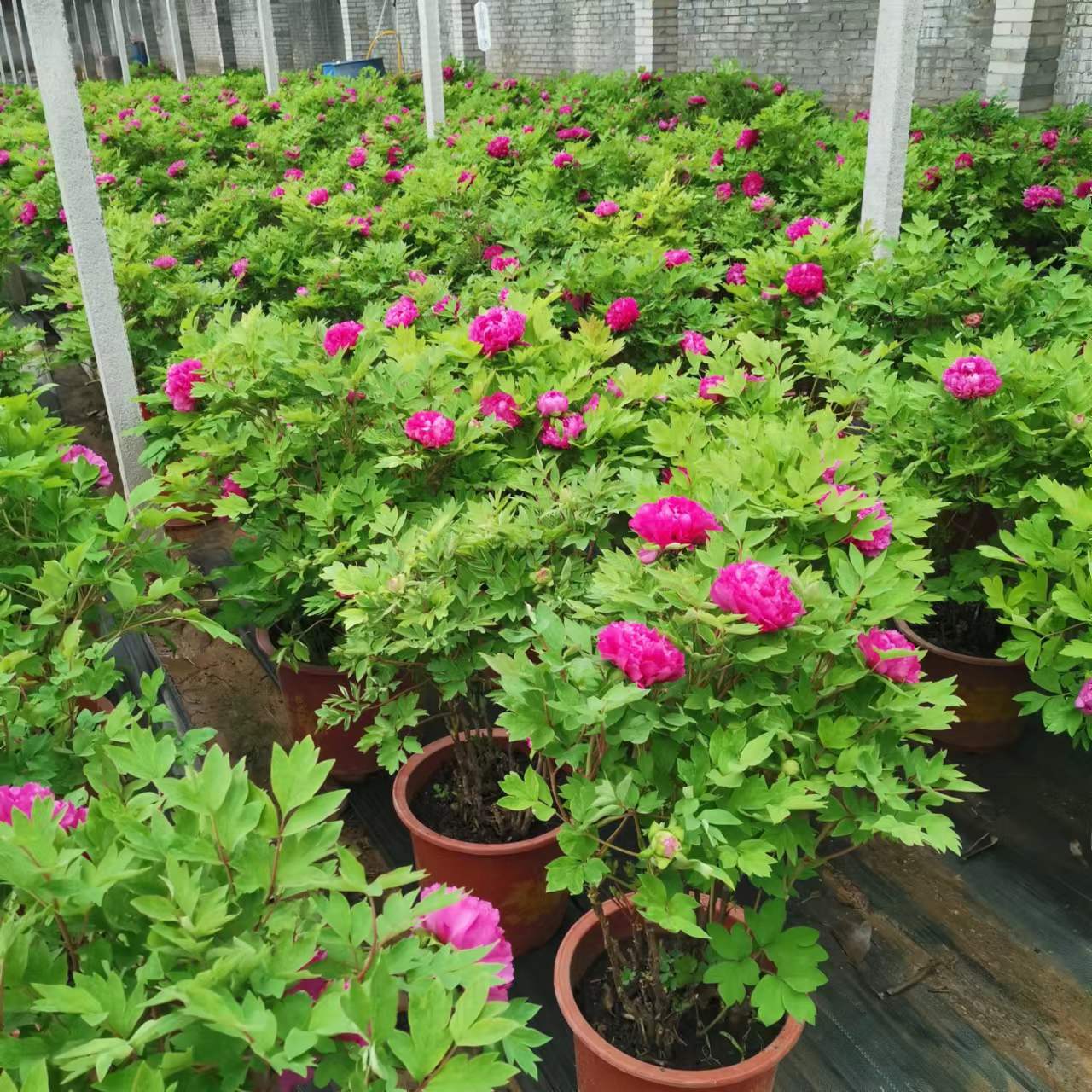 年宵花牡丹 【一物一拍】，原盆原土发货，洛阳基地直发，顺丰包邮