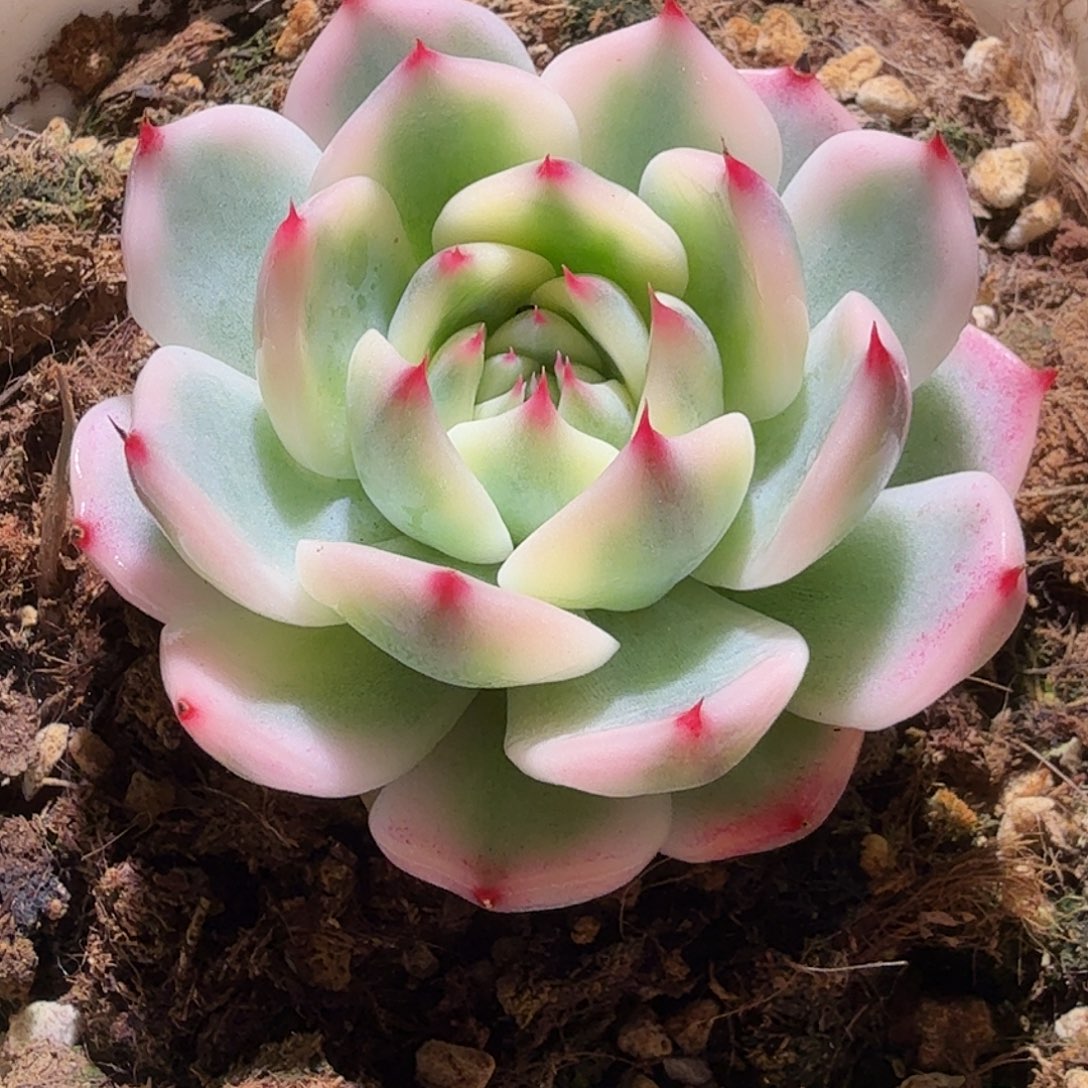 吉娃娃锦，多肉植物