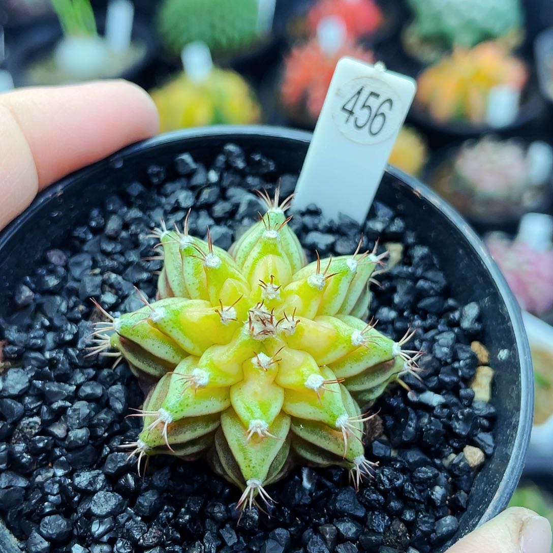 海神锦非偏远地区满25包邮仙人球裸根