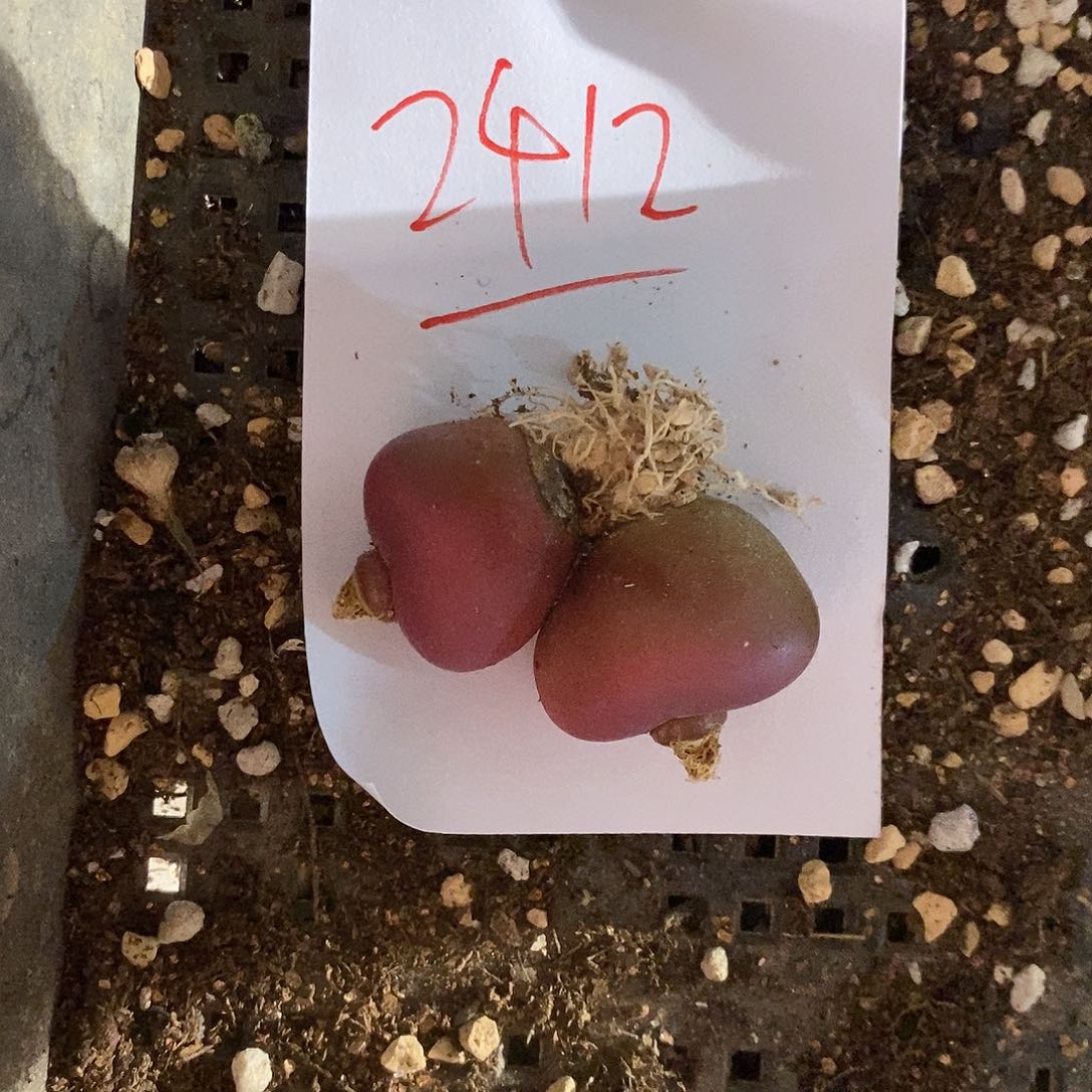 坑***坑2412。        一颗。 