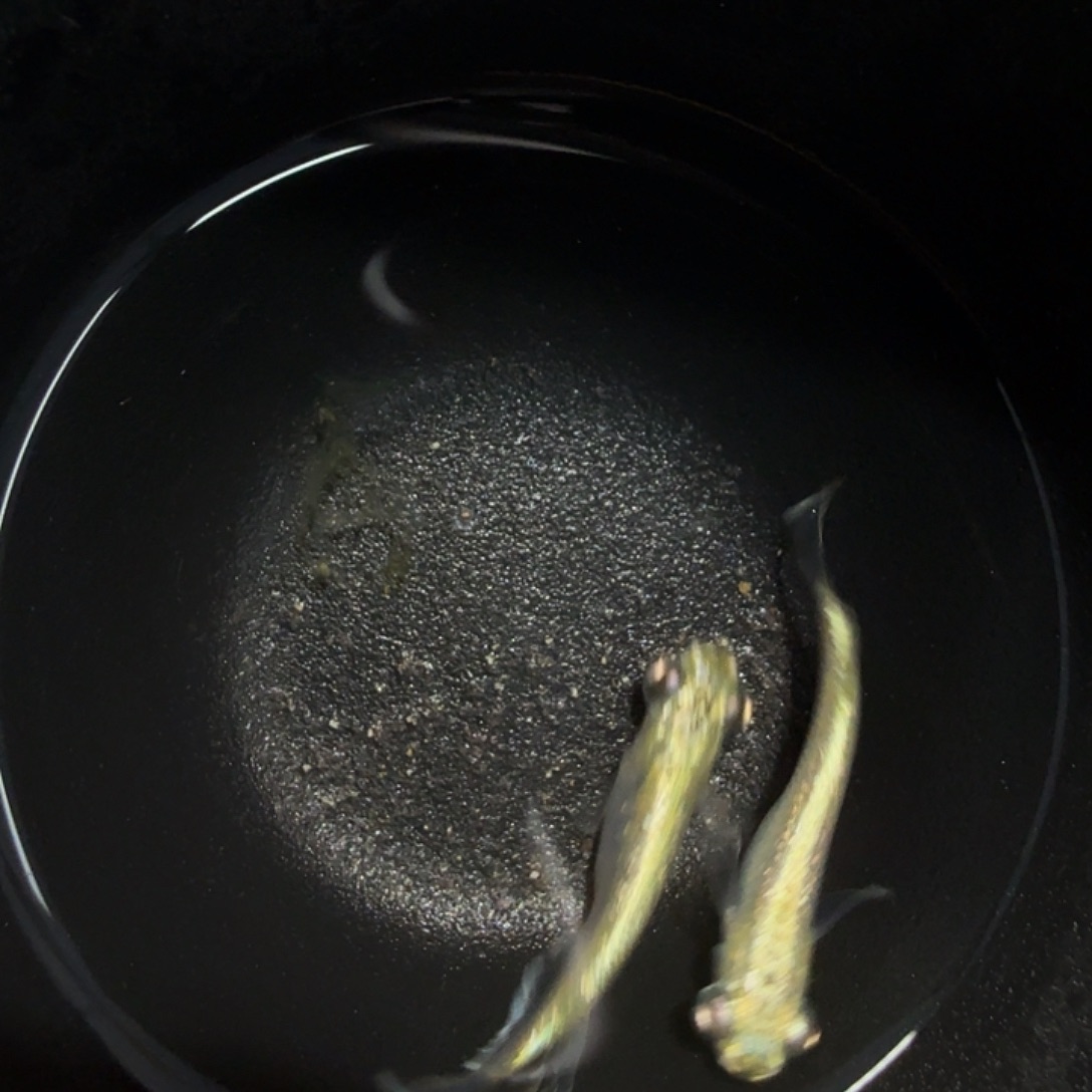青鳉鱼006加百列一对