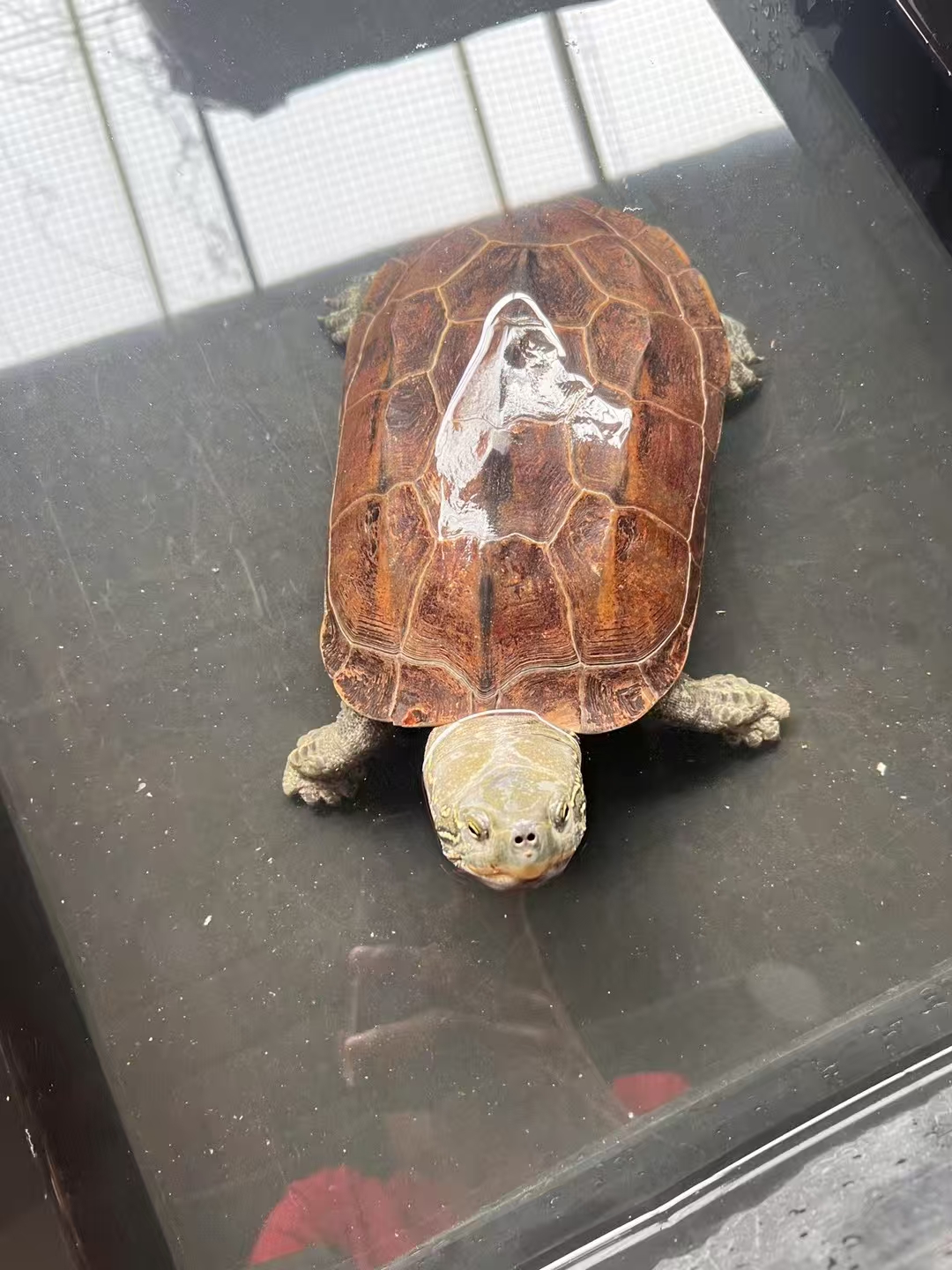 精品草龟中华草龟