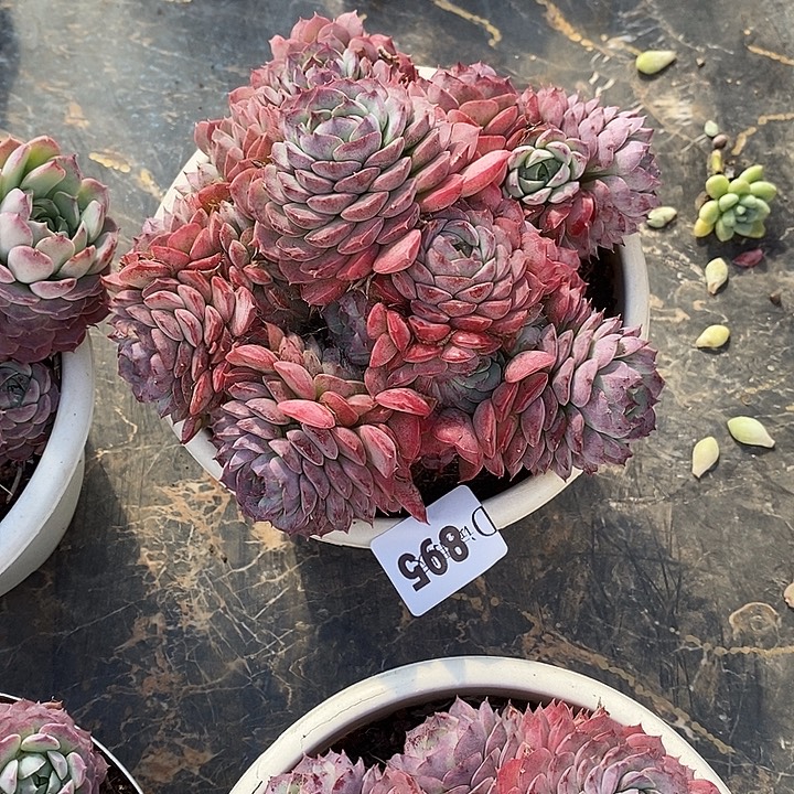 ****陌895朱砂痣多肉植物多肉