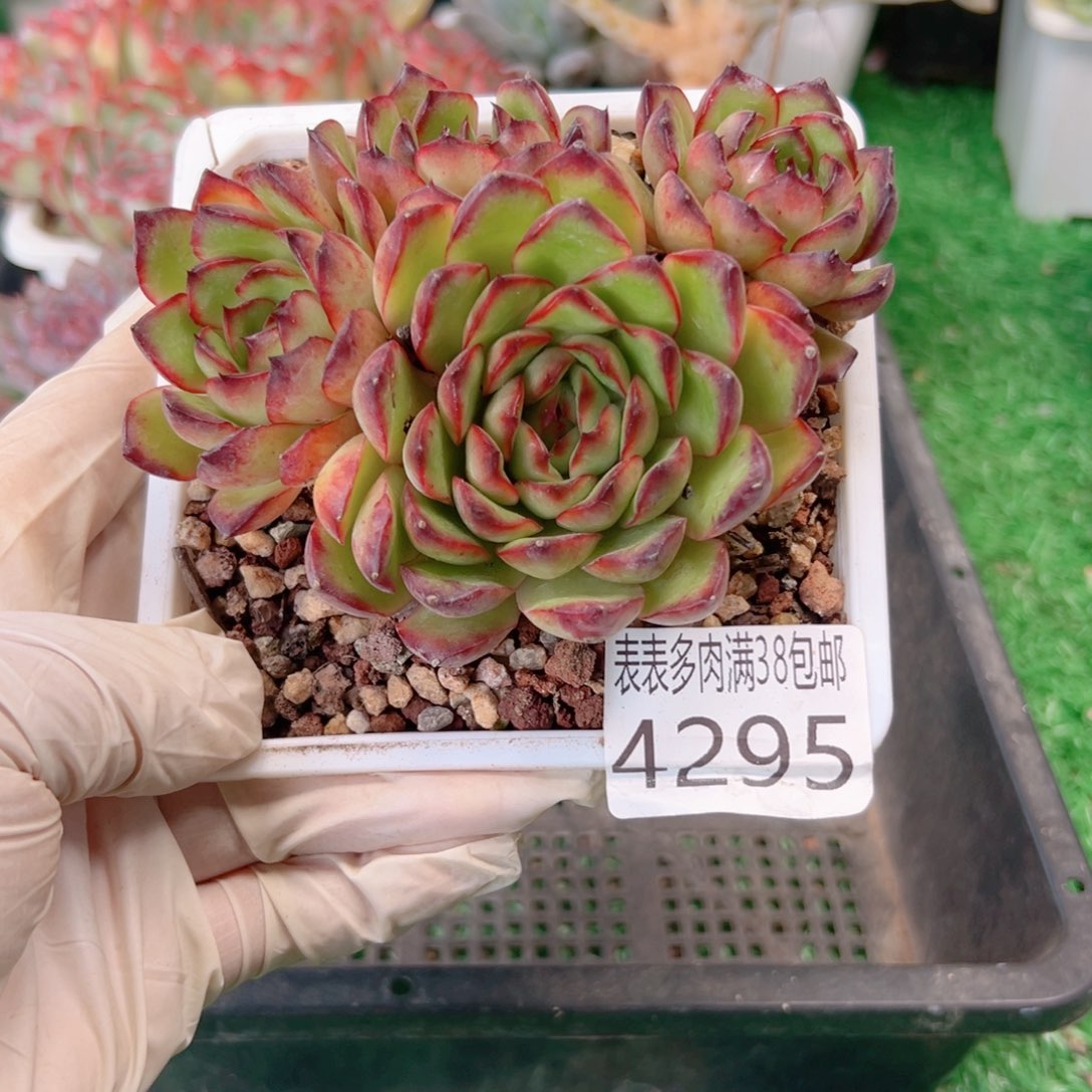 无花朵多肉一物一拍植物4295