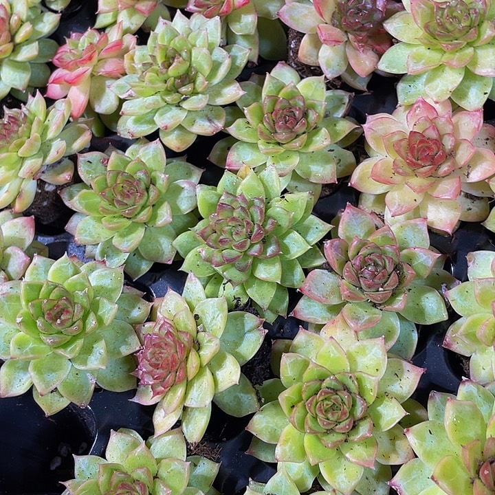 小大女王1元带土发货