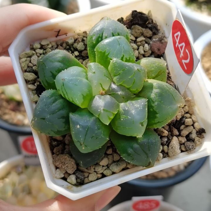 442号实生玉露一物一拍带盆土发货