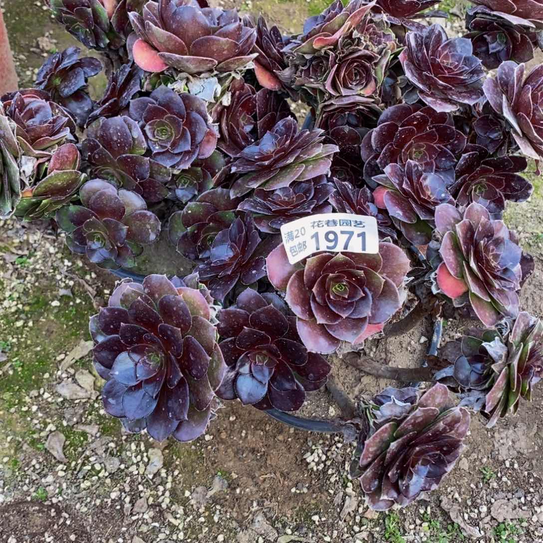 1971 包邮断枝不售后多肉植物