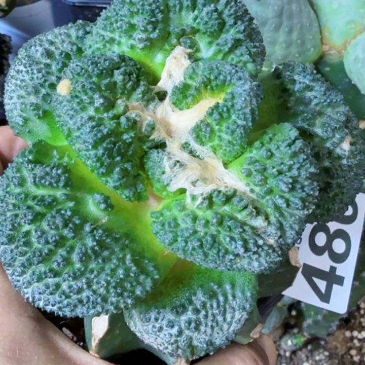 无花朵福利苗接大尤哥斯拉486