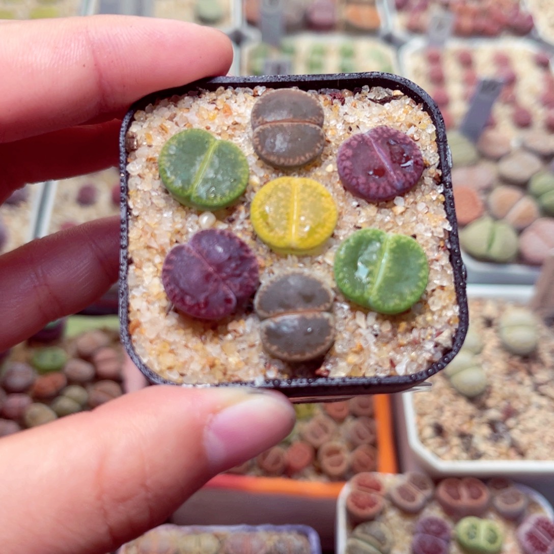 315号带盆包邮发货