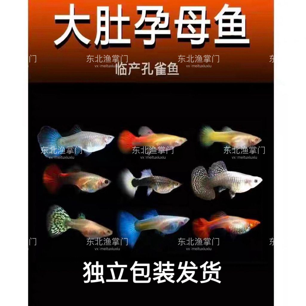 直播间精品福利孔雀鱼混搭临产种鱼孕母套餐（入缸后不包损）