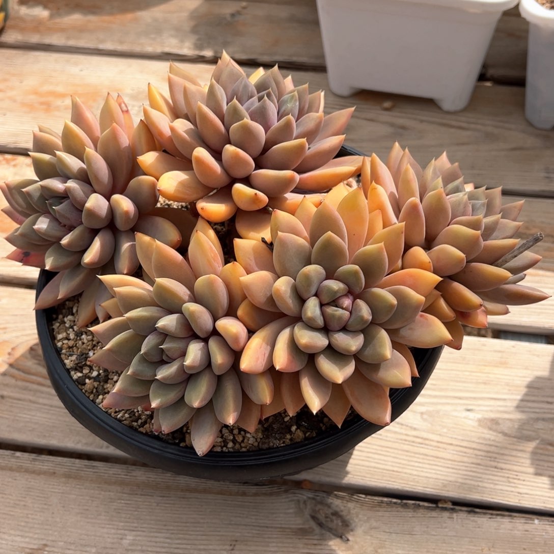 红象牙多肉植物老桩