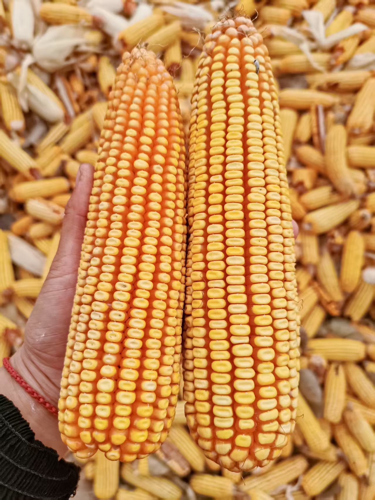 东北农家种植老玉米棒子宠物口粮装饰品苞米棒子（不带皮）