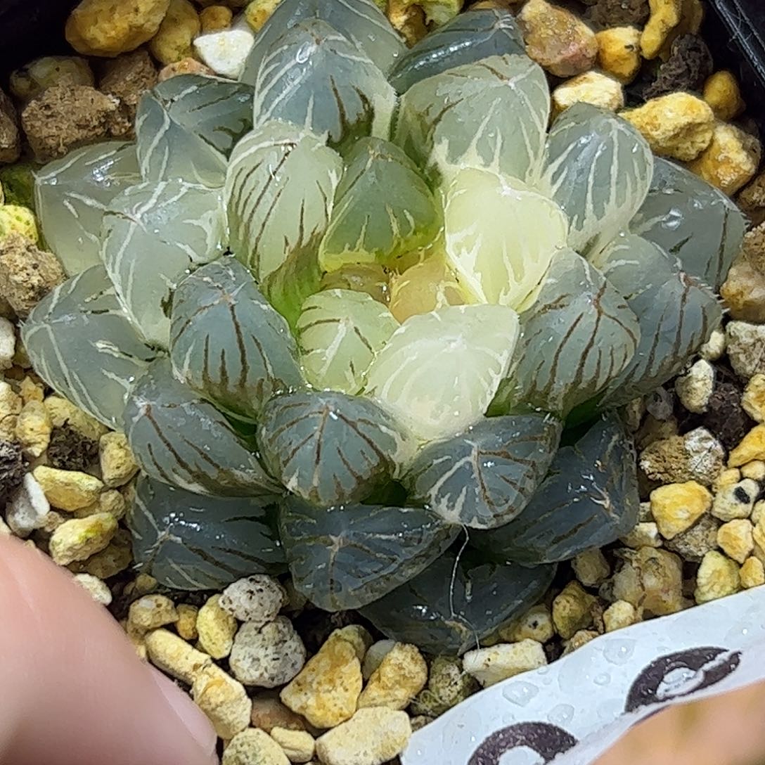 龙爪锦十二卷多肉