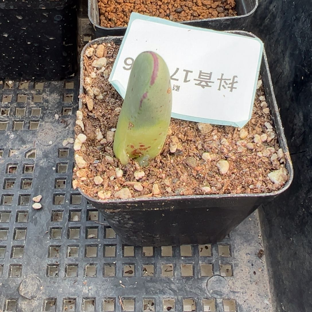 ****17-176肉锥多肉植物，