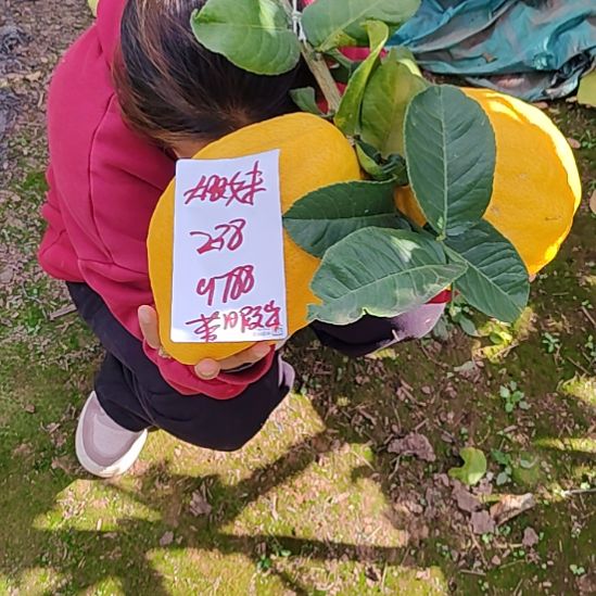 大***妹小黄金和嘎嘎嘎嘎嘎嘎嘎嘎嘎