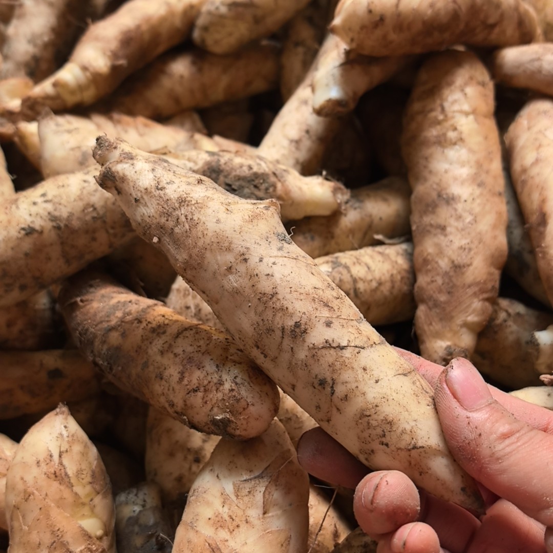 竹薯新鲜刚挖凉粉个