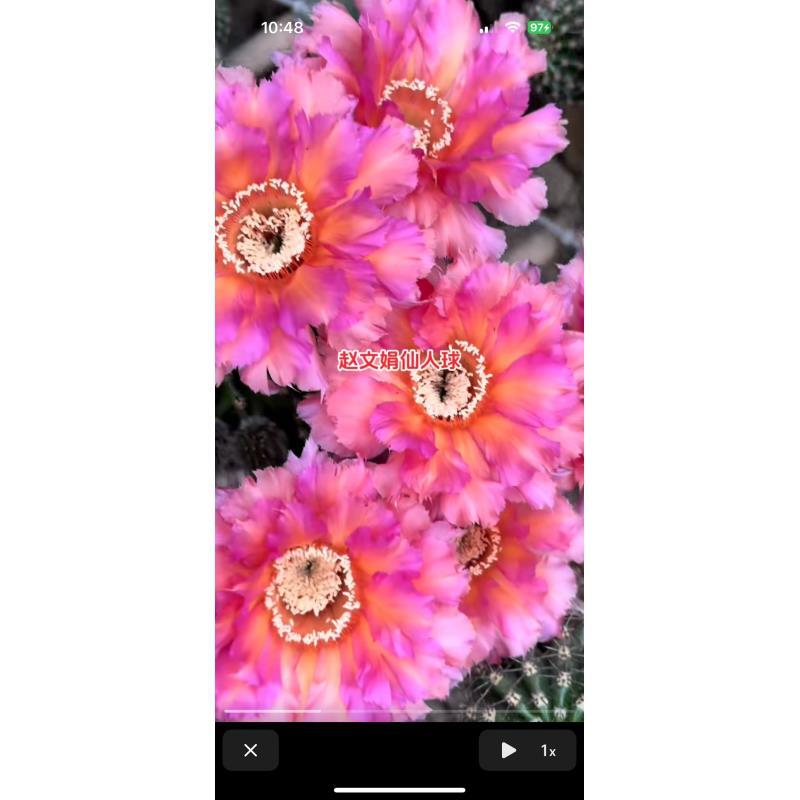 自根彩云然彩草，尺寸以直播间为准，环境不同开花不同，介意勿拍