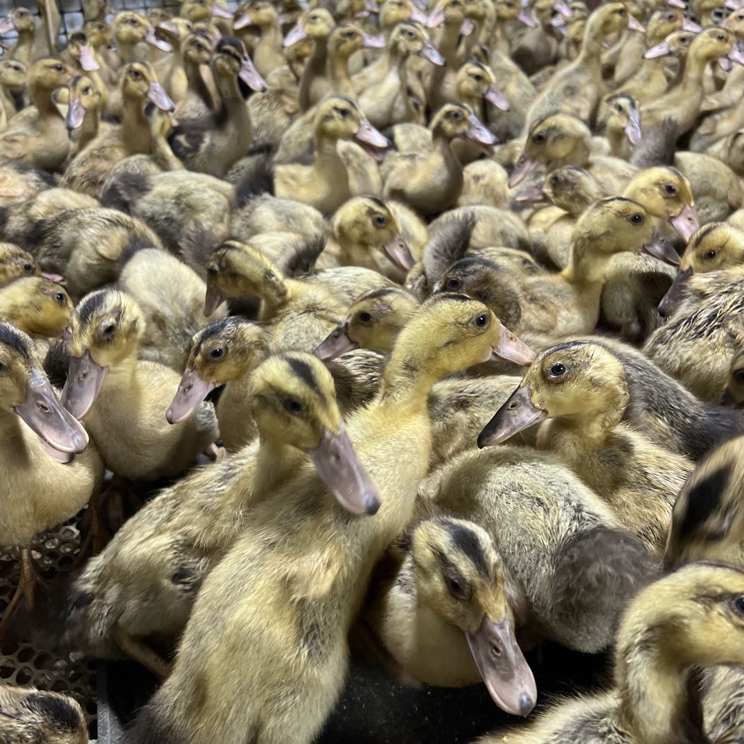 【试养3天】高邮麻鸭产绿壳蛋双黄蛋顺丰包邮宠物鸭鸭子批发