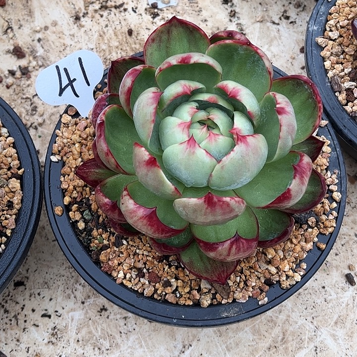 @***心惊鸿仙子一物一拍