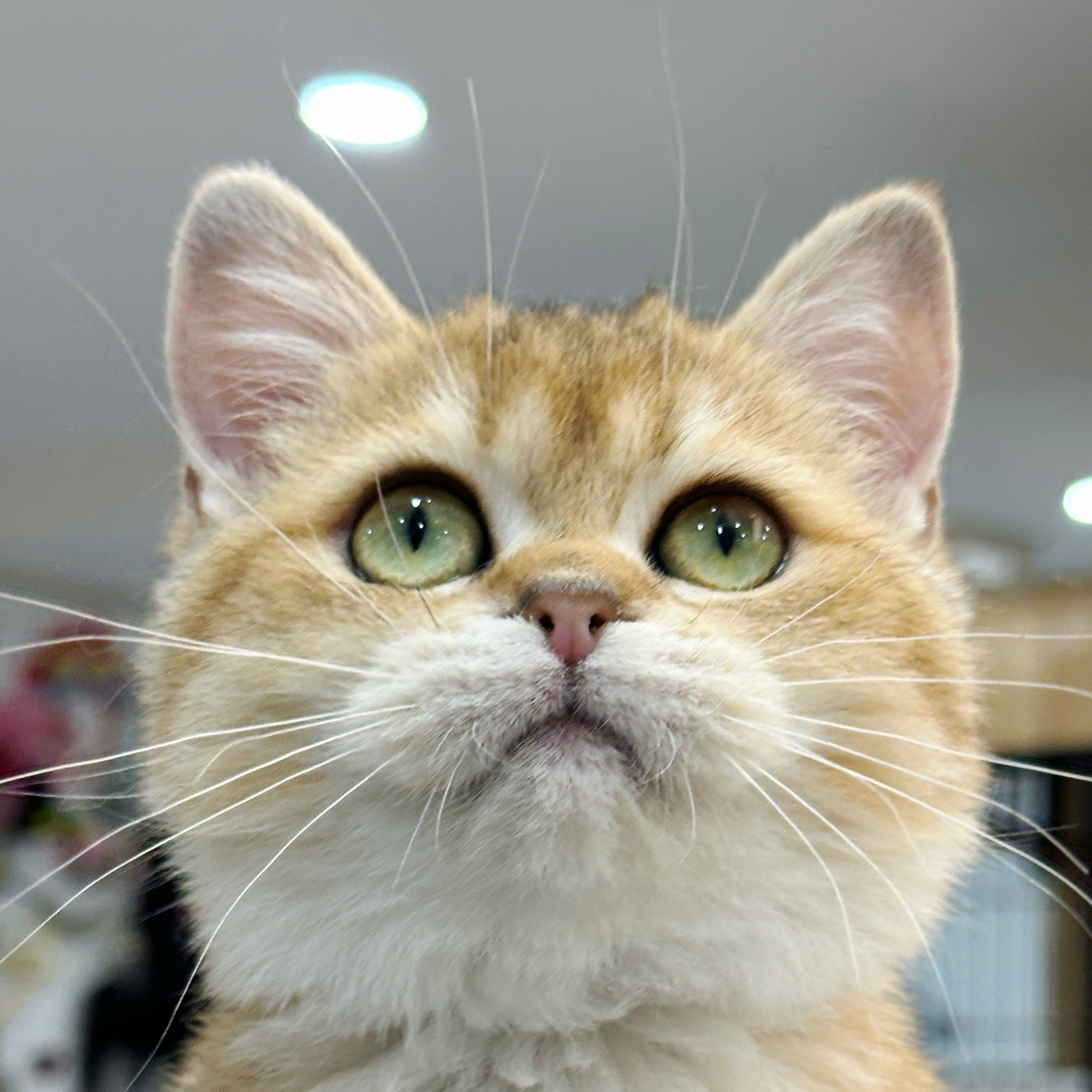 来了姊妹-金渐层英短猫-妹妹-11