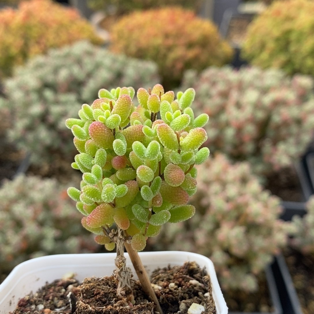 蜜橘糖球1303枝干番杏