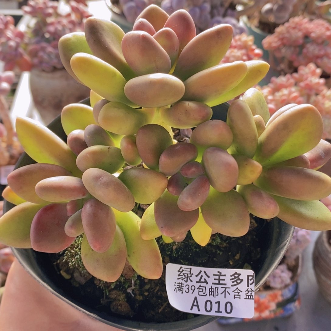 芒果奶14cm010多肉植物