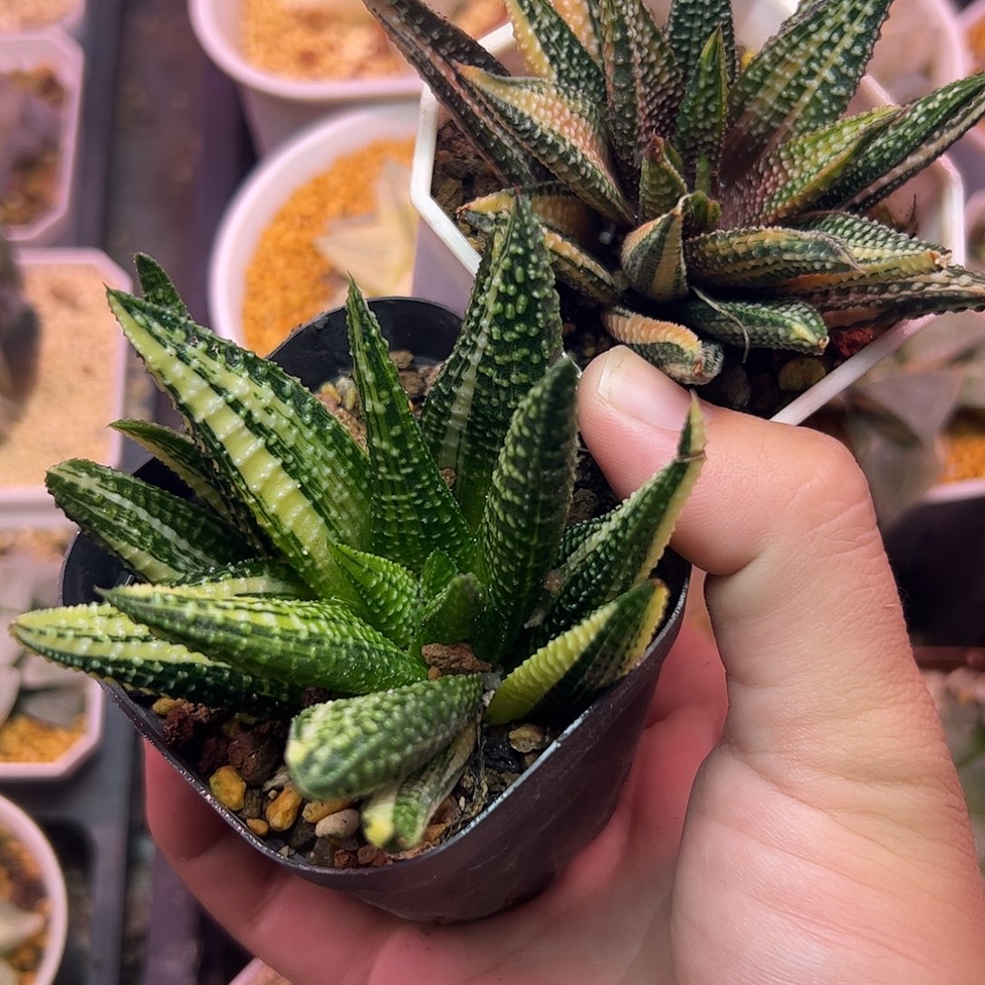 光***行相片母本锦十二卷多肉