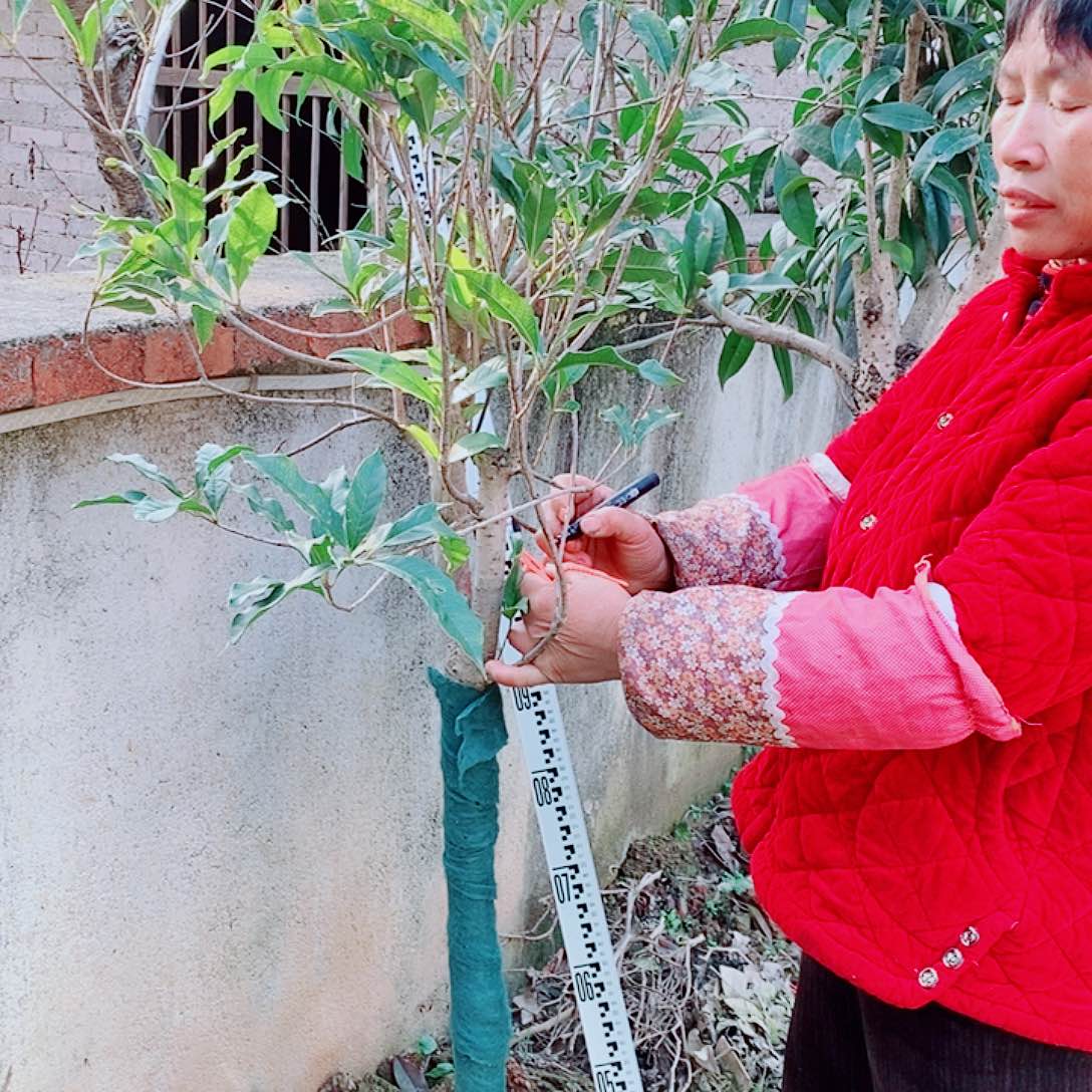 离***熹完全开放5左右银桂