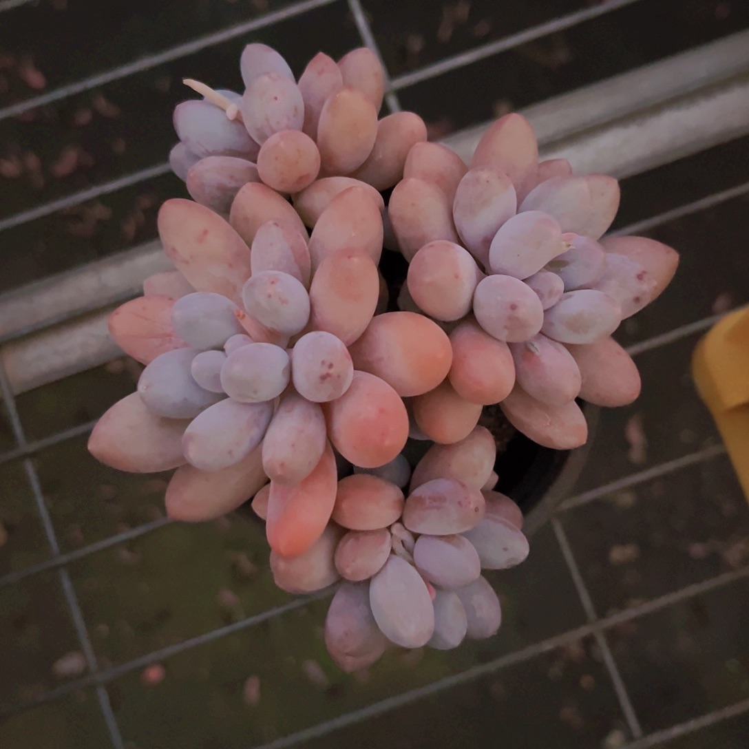 粉色恋人12公分9999999