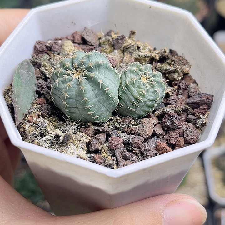 明石丸实生球3.6公分