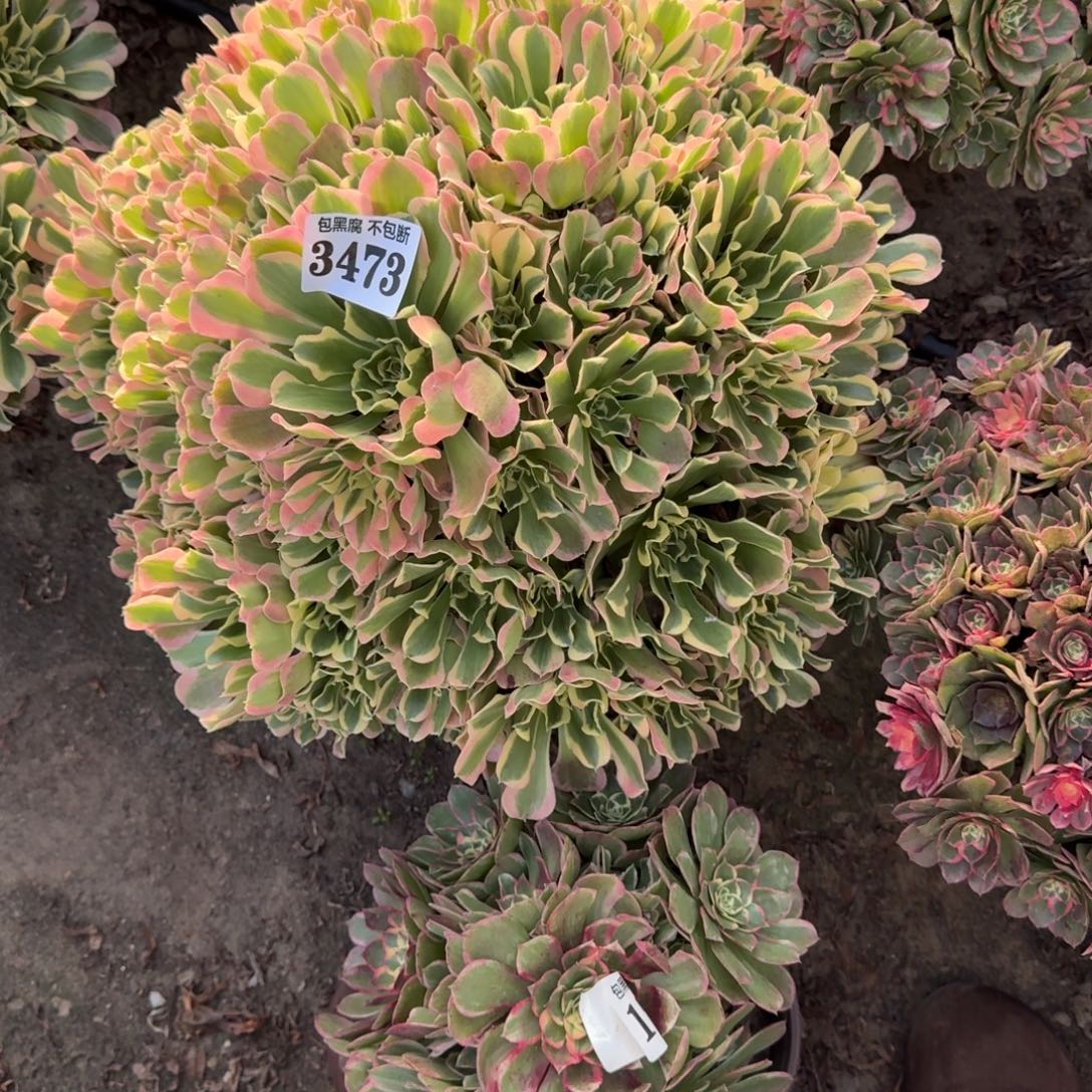 小****法师白凤18-41 3473