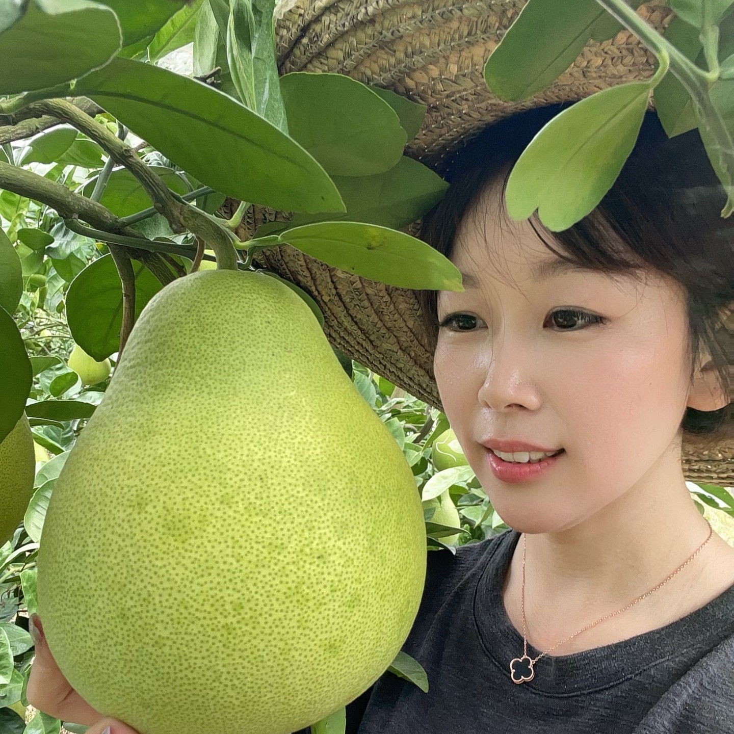 【燕子归乡】【中大果】正宗江西特产安福金兰柚清甜不酸 颗粒饱满 