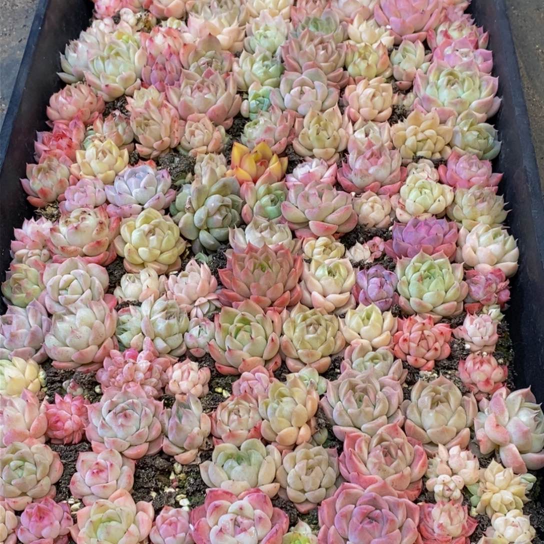 646的人生态度是