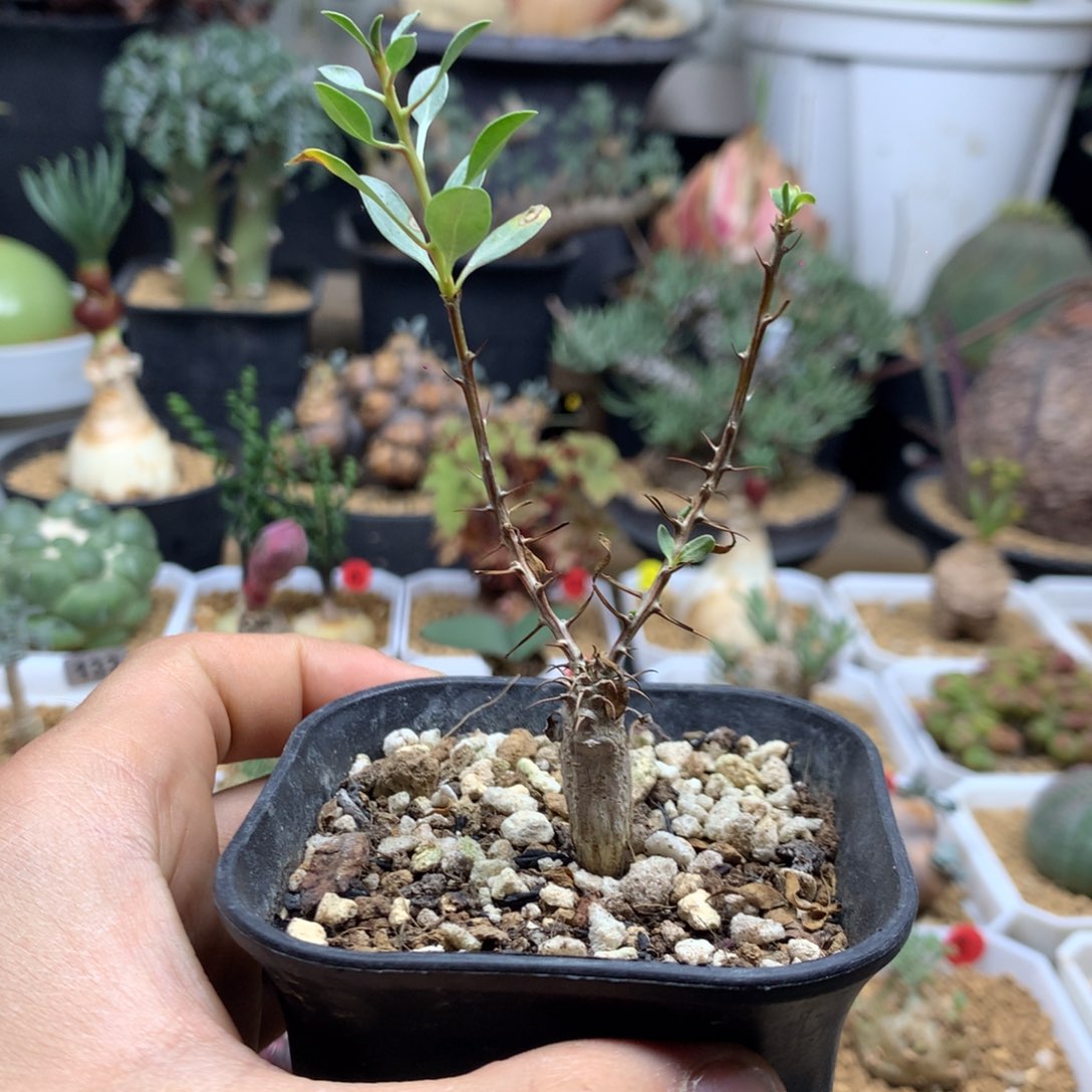 实生观峰玉带盆多肉