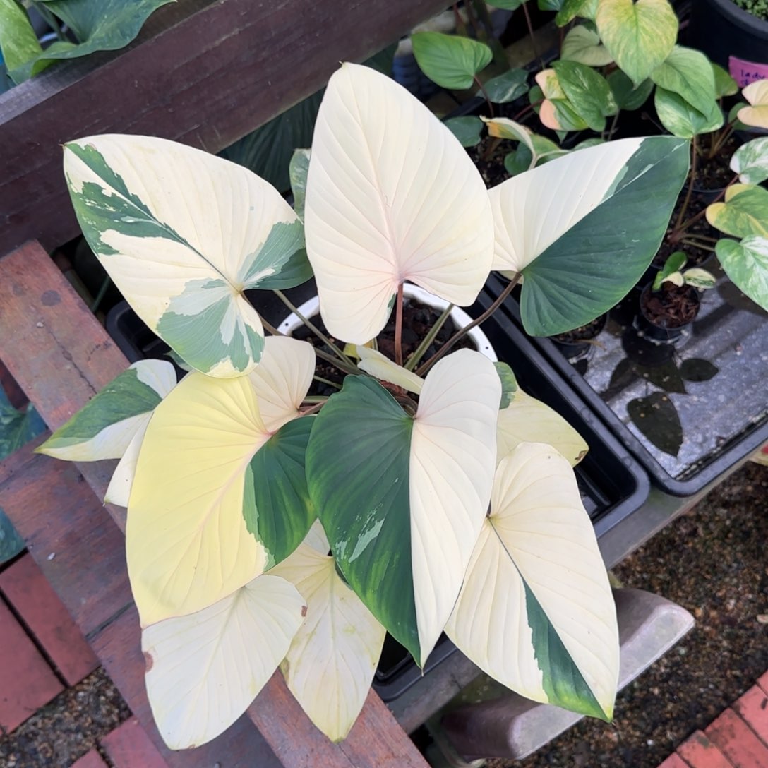 10-1206泰国发货千年健