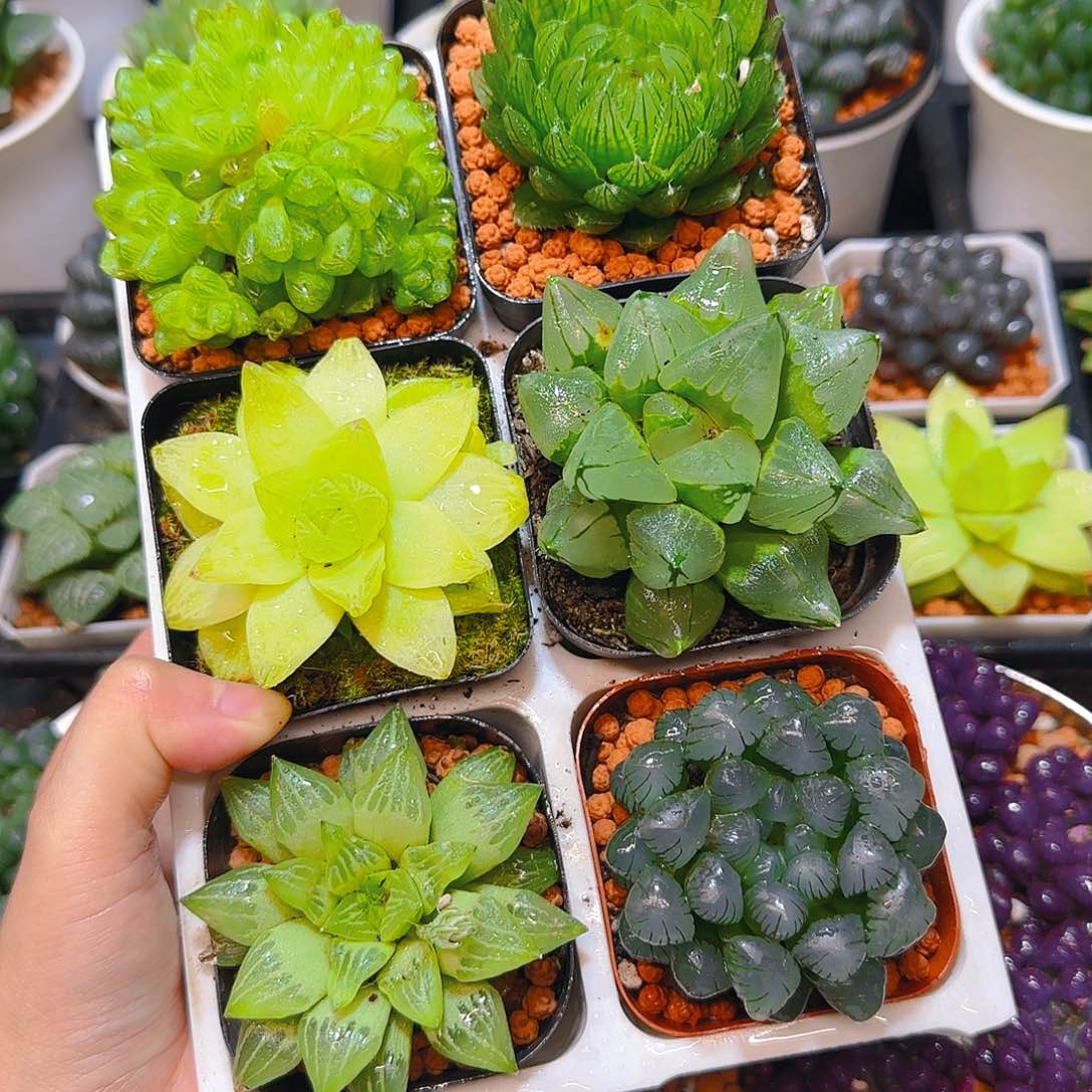 玉露六件套多肉，原盆