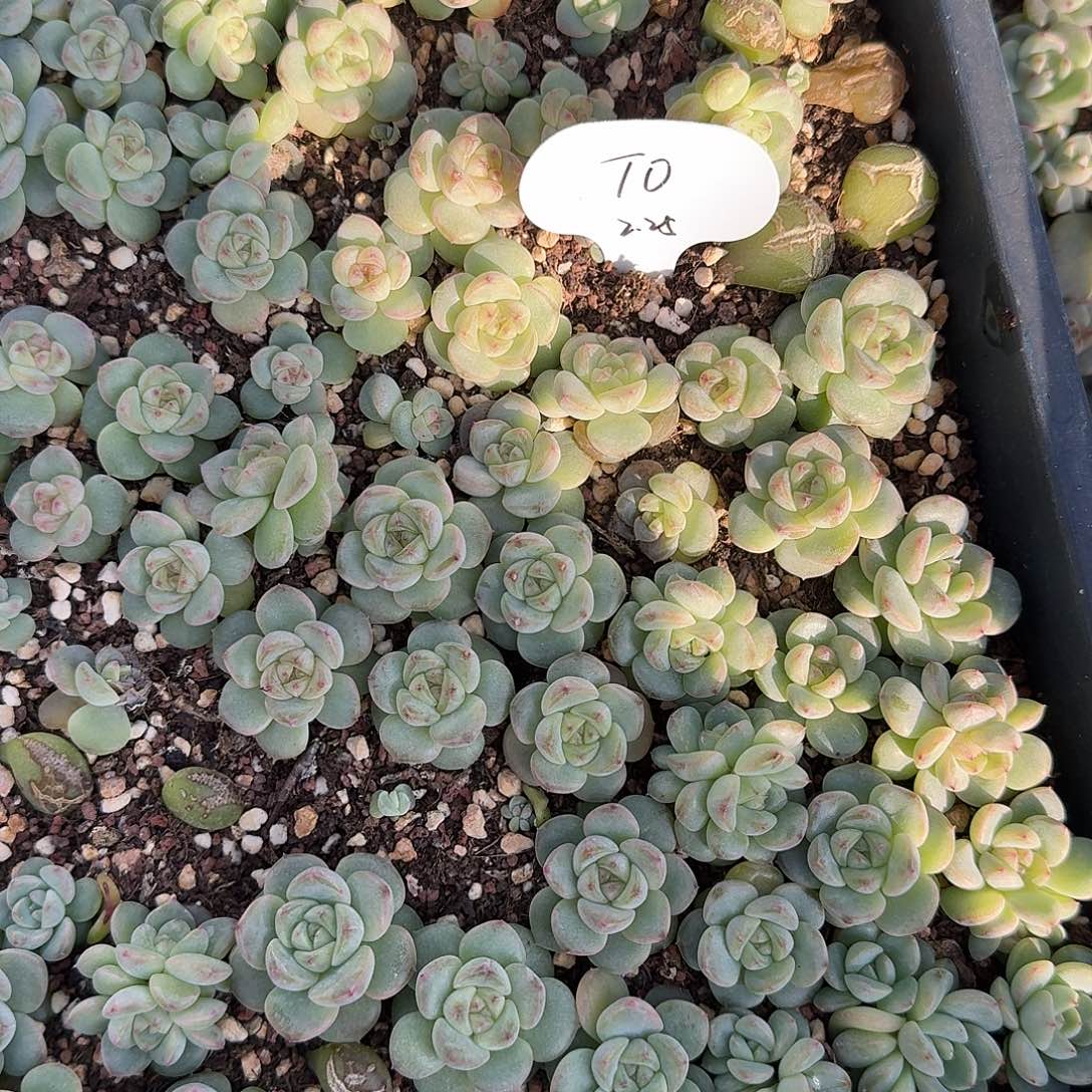 如图编号甜心T0叶插苗随机3个头一份