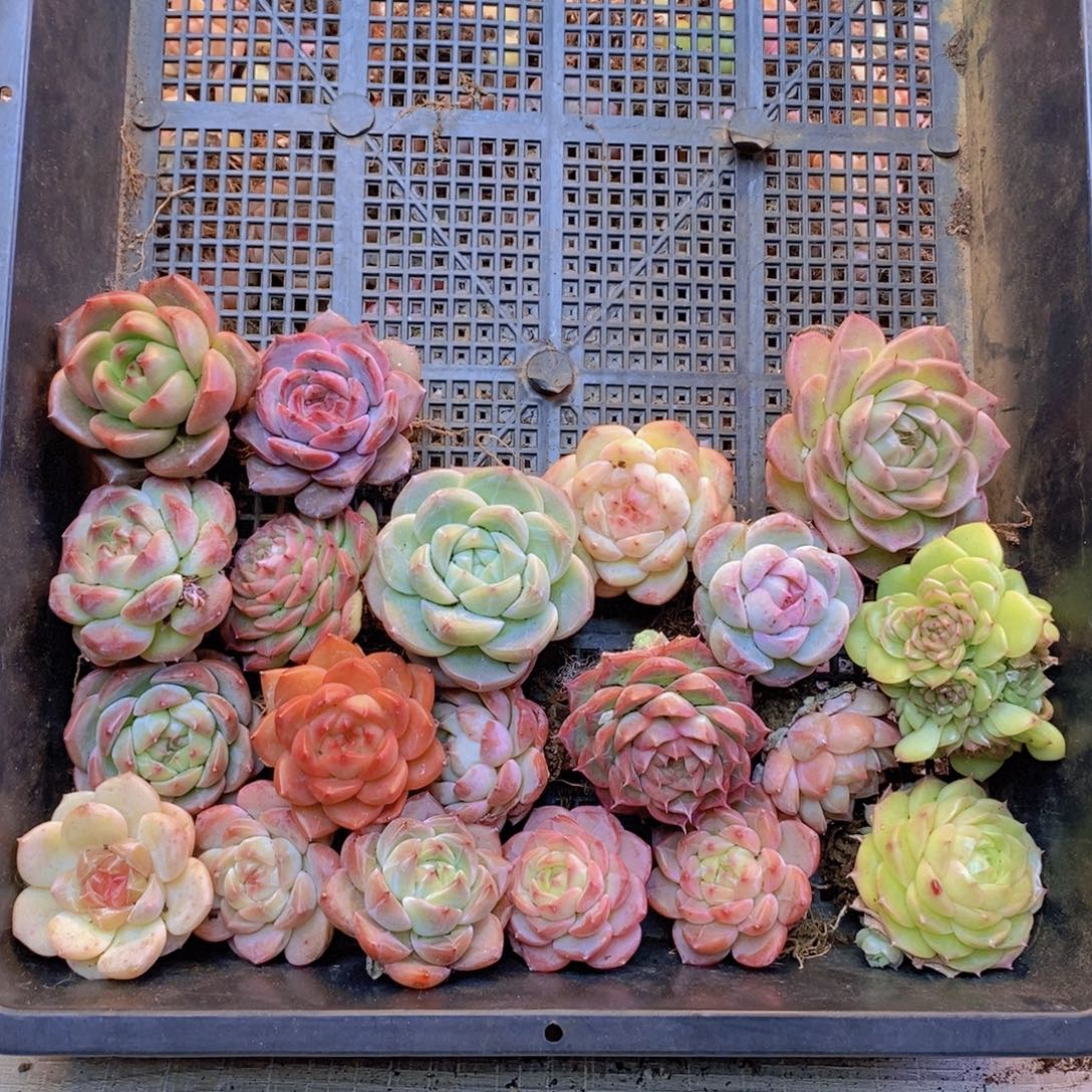 保底20颗    02 大的