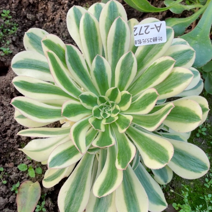 272保时捷多肉12345678