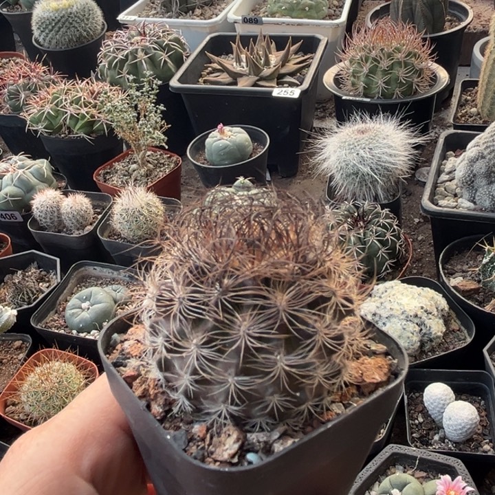 仙人球一物一拍实生2